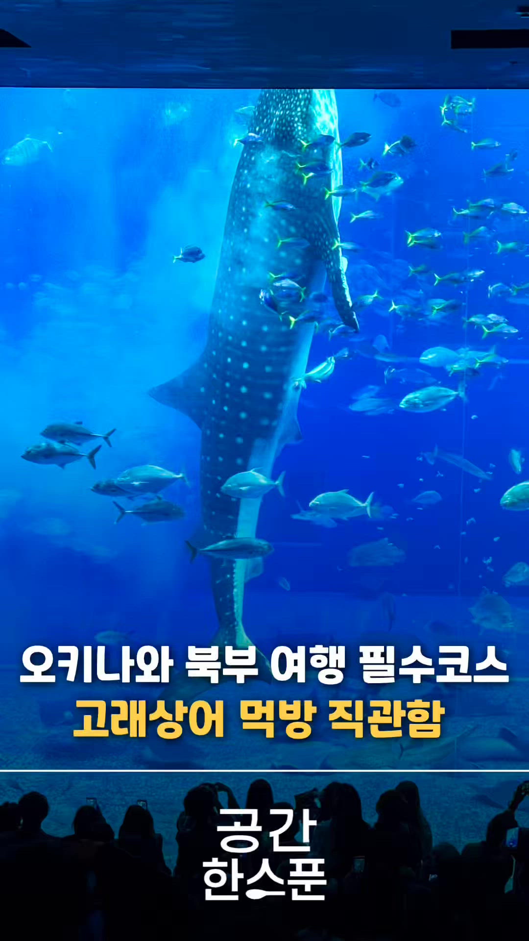 오키나와현 영상 4