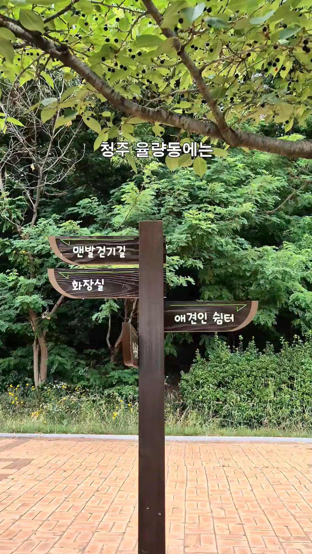 Chungbuk 영상 1