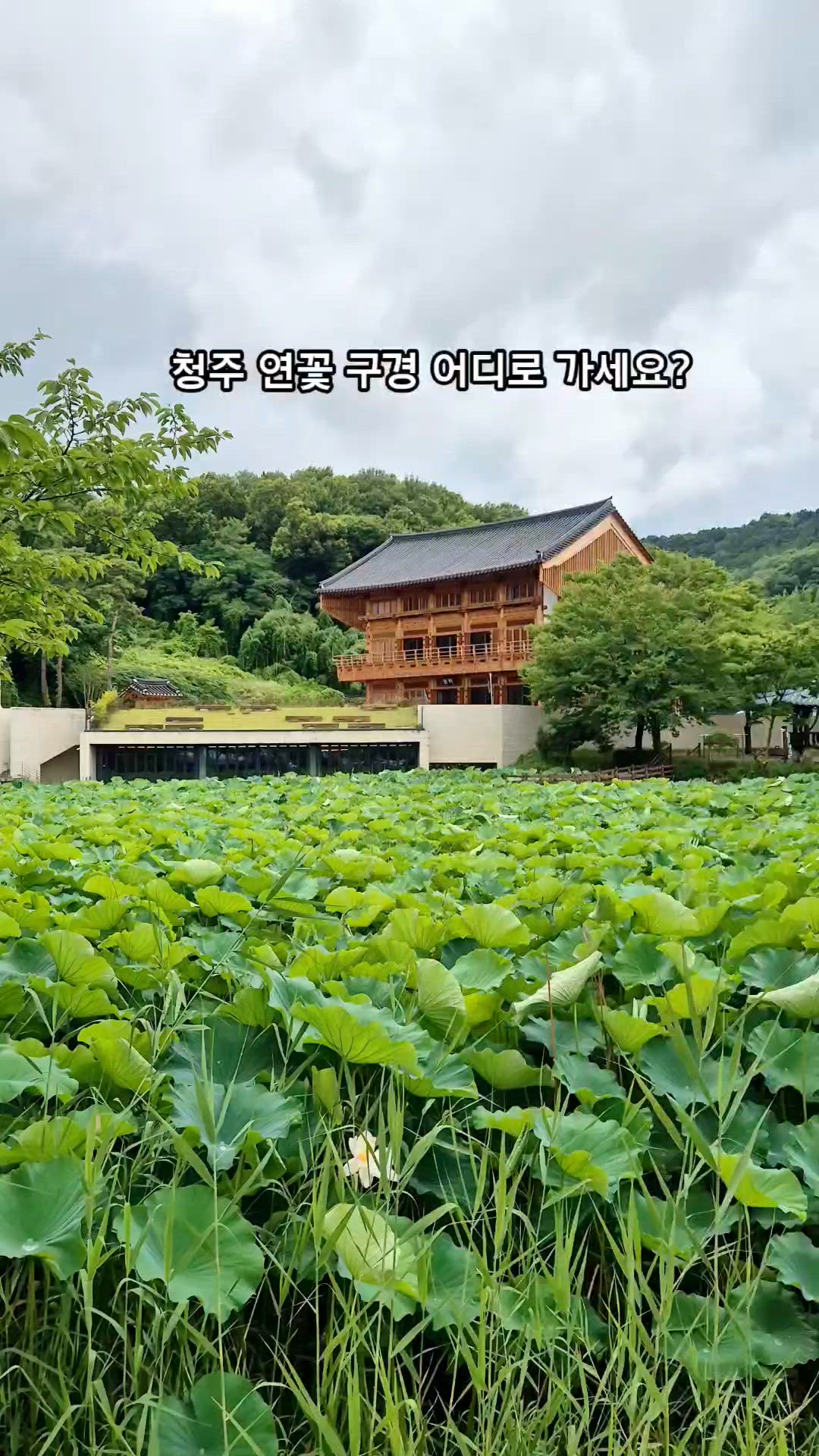 Chungbuk 영상 3